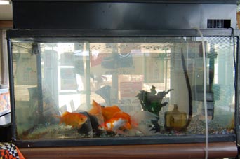 金魚水槽2